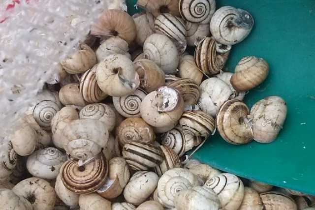 Le ''cazzavun'': le piccole lumache che i baresi non raccolgono pi�